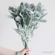 Dusty miller