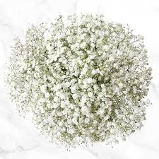 Baby's breath