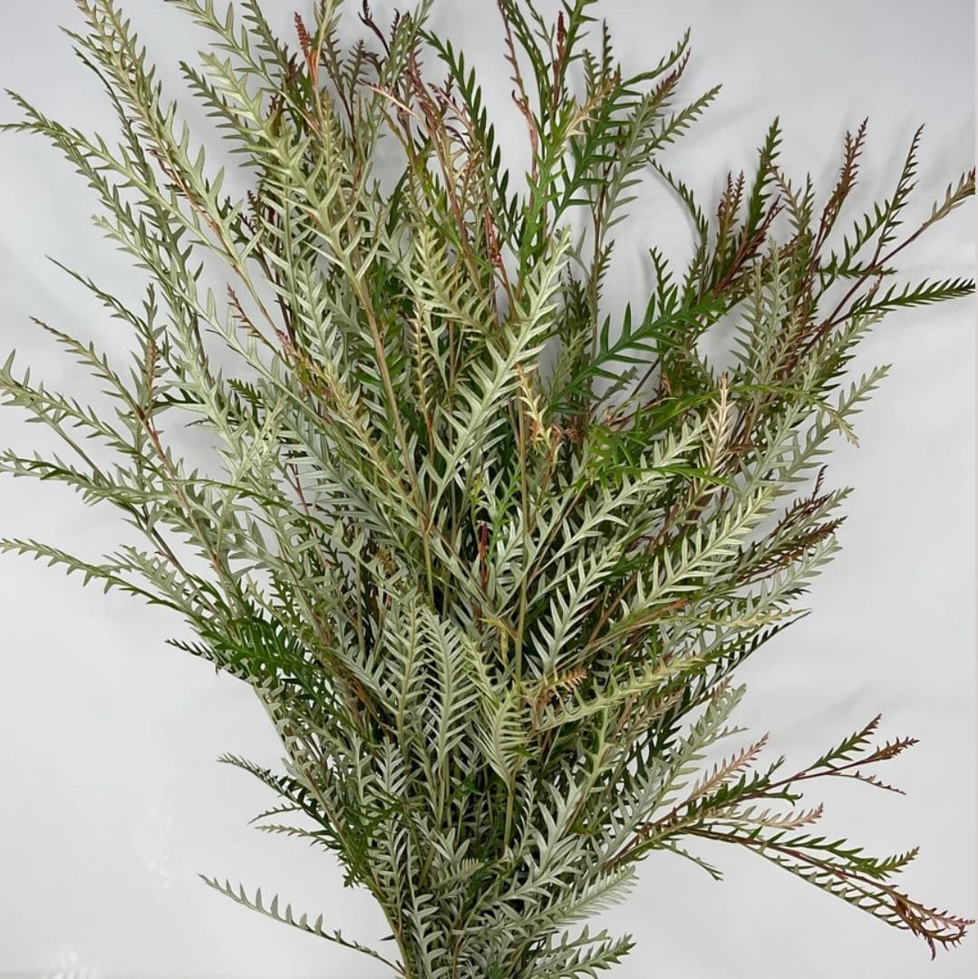 Gravelia