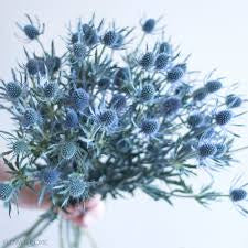 thistle eryngium