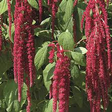 amaranthus