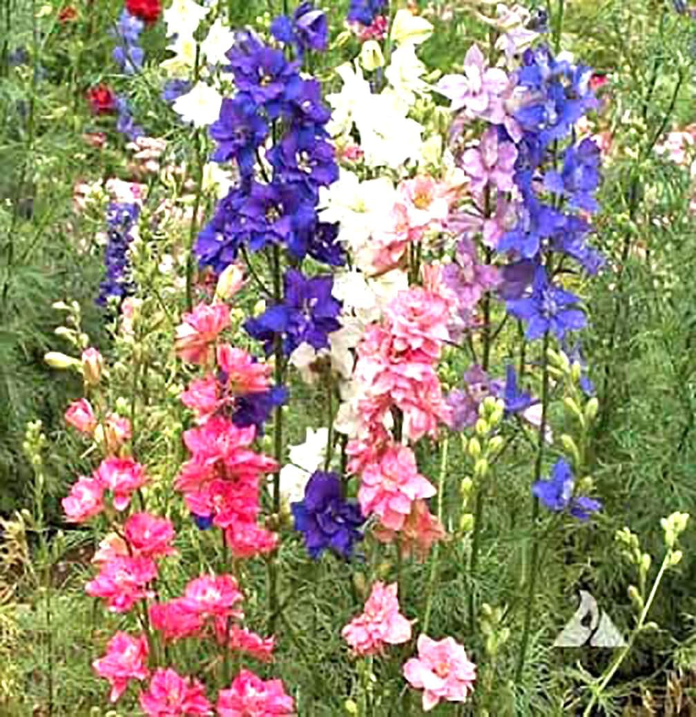 Larkspur