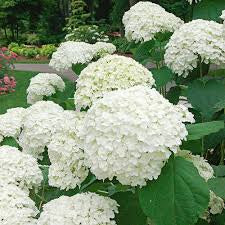 hydrangea