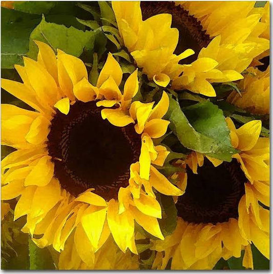sunflowers