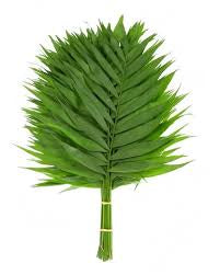 Commodore palm