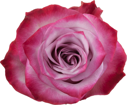 Deep purple