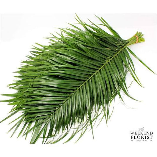 Robillini palm