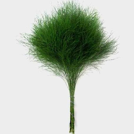 Fern palm