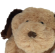 Brown Dog