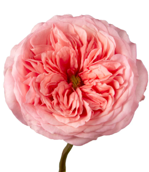 PINK XPRESSION