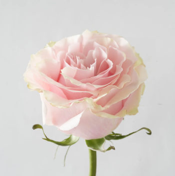 pink Mondial